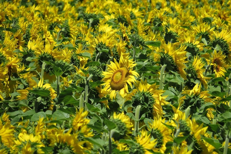 Sunflower in full bloom